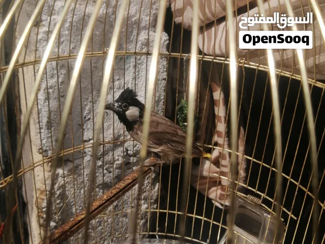 بلبل وحشي شرط تقريد ماقرد يرجع
