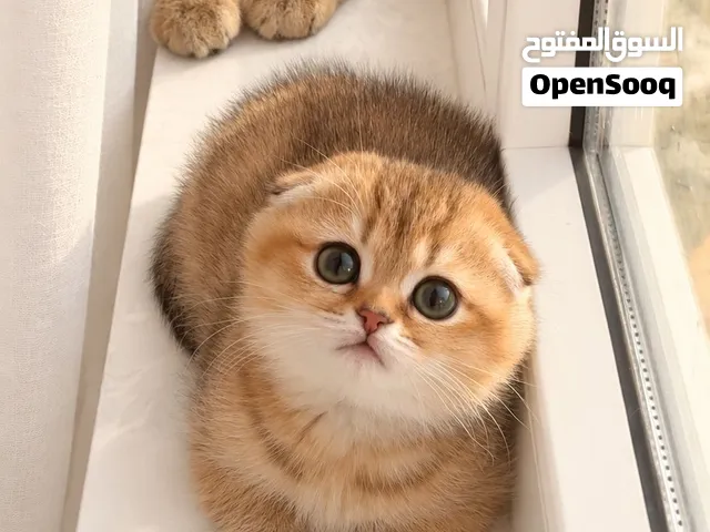 Female Scottish Fold Kitten