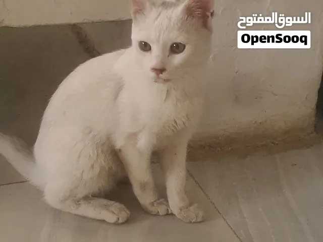 قطه للبيع اليفه منزليه