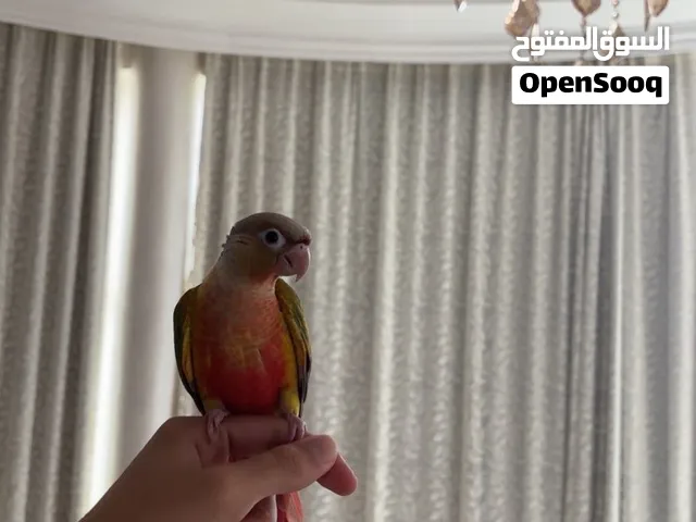 بغبغاء كنيور اناناسي