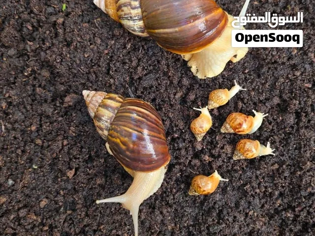 حلزونات إفريقية