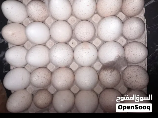 متوفر طبق دحي براهما مخصب بادن الله