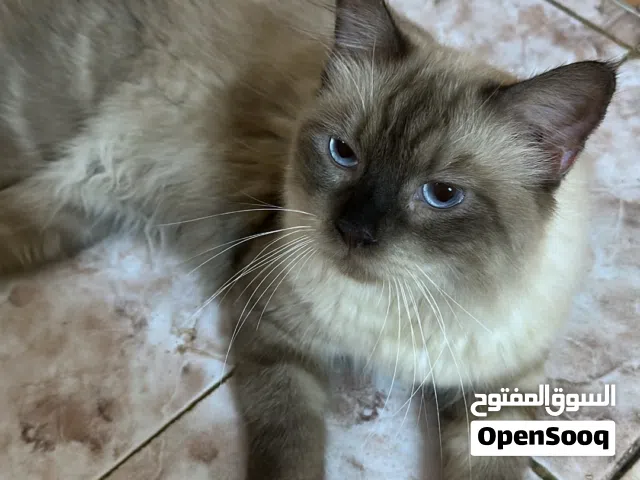 للبيع قط هملايا