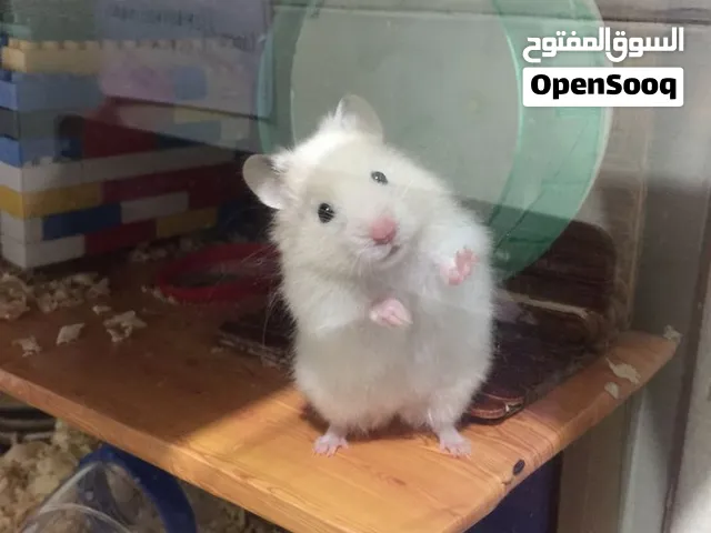 هامستر ابيض