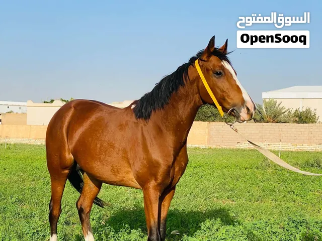 حصان للبيع