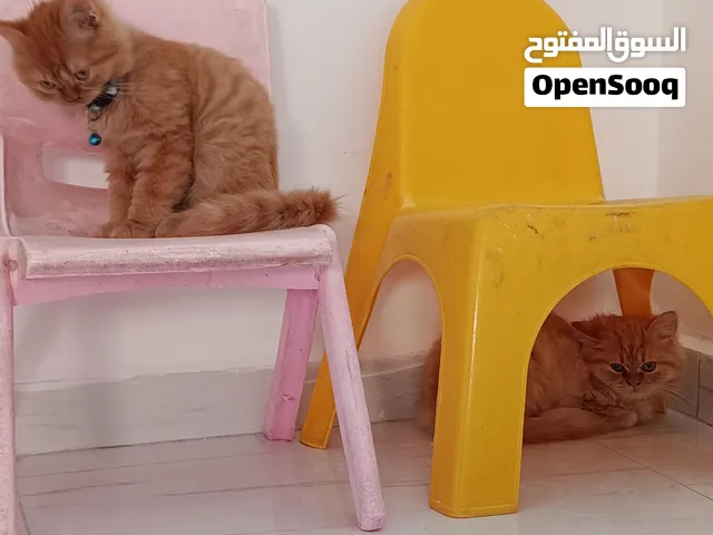 قطط هيمالايا شيرازي للبيع