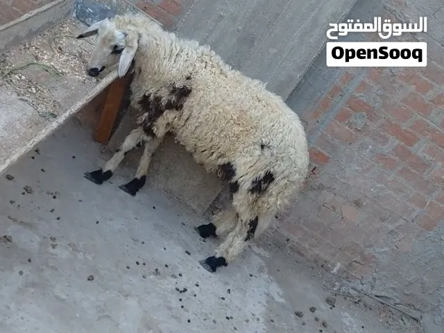 بسم الله الرحمن الرحيم   السبت22/8/2026  متاح دكر خروف لبانه 7شهور المكان: كرداسة  الجيزة.الشحن: متو