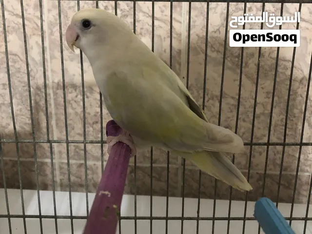 جوز روز الهم بارك اقرا الوصف