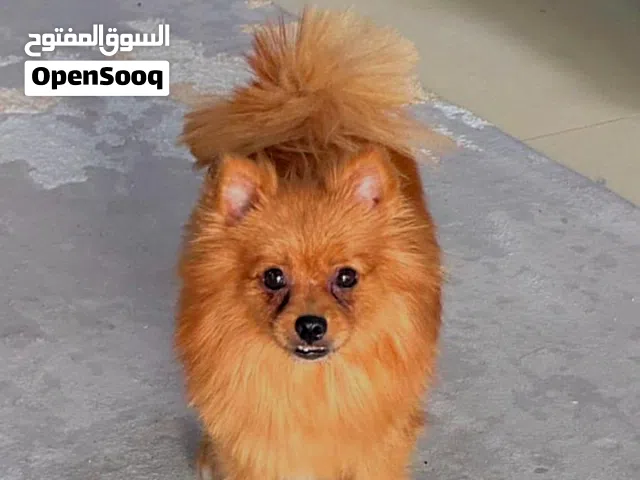 كلب بومرينيان للبيع 90ريال غير قابل للتفاوض