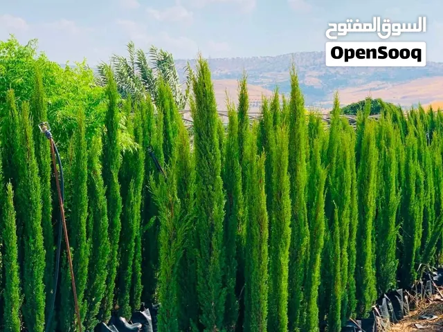 بيع سرو ايطالي توتال ارتفاع متر و70 وأكثر عروضنا 5 دنانير شامل التوصيل الى جميع انحاء المملكة