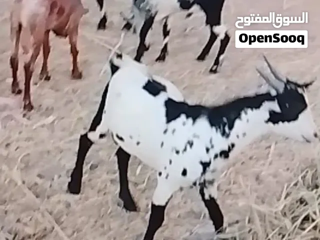 للبيع تيوسا صلالة
