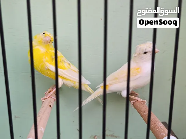 جوز كنار دمورفق