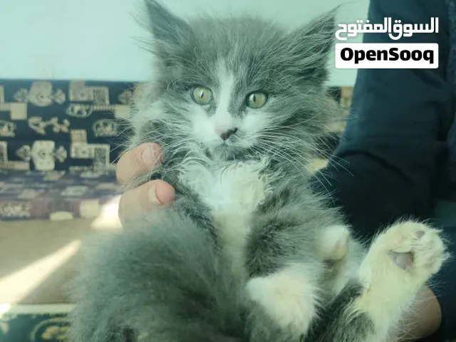 قطه للبيع حلوه