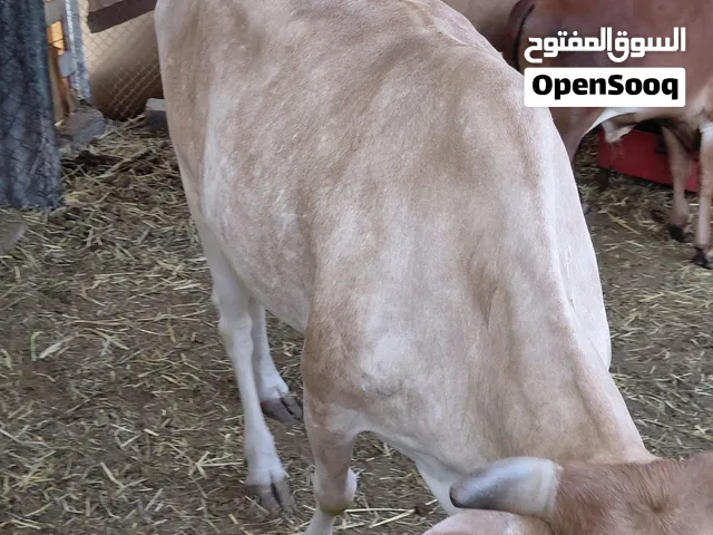 بقره تحتها عجل ولد شهرين صاحيه الجسم