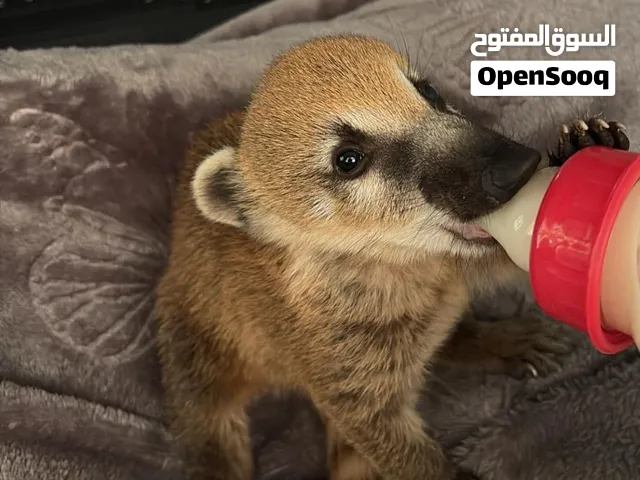 الناسو او الكواتي