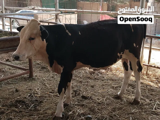 ثيران للبيع اثنين بغيت حال لحم شيء طيب طعام مزرعه إذا تريدهن حق تربية بعد زين