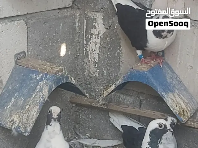 ارافل بسود