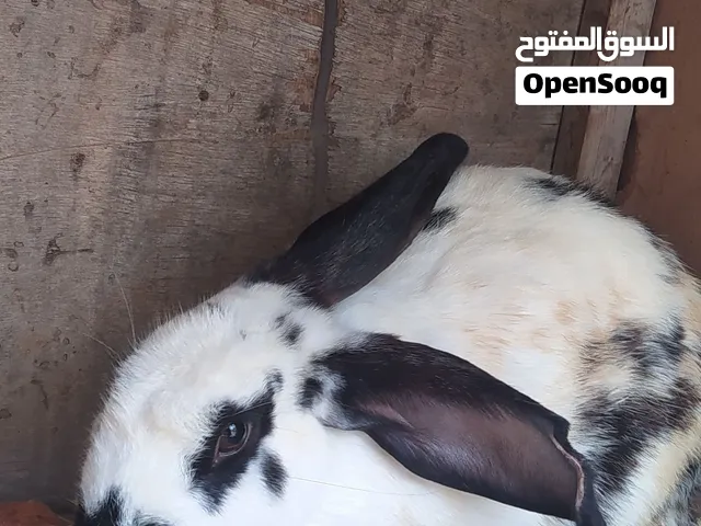 كوبياء ارنب الماني