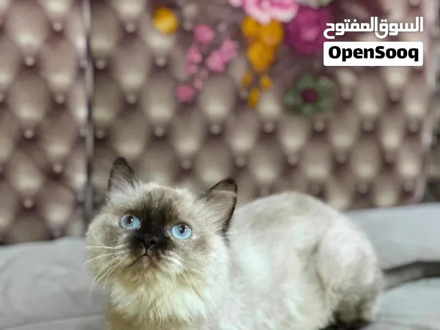 قط جميل جدا جدا جدا