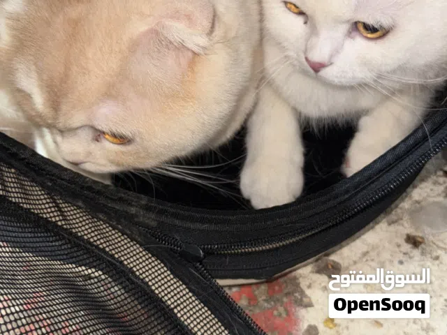 قطط سكوتش فولد للبيع