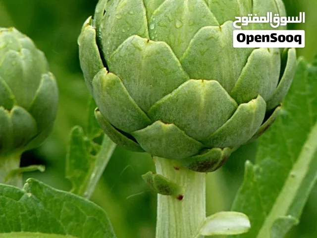 بذور خرشوف مجاناً