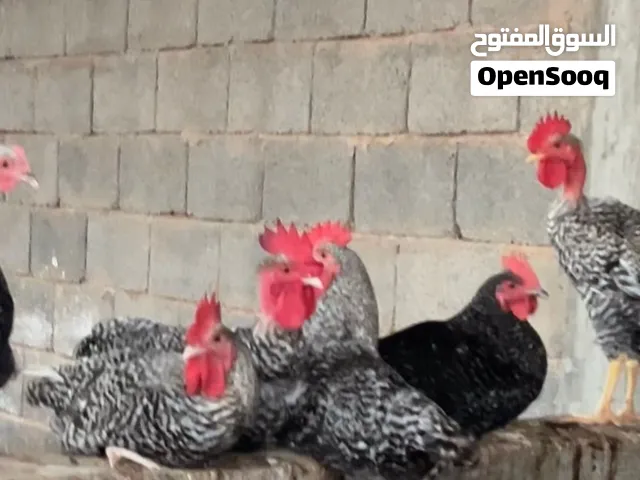 ديوك فرنسيات
