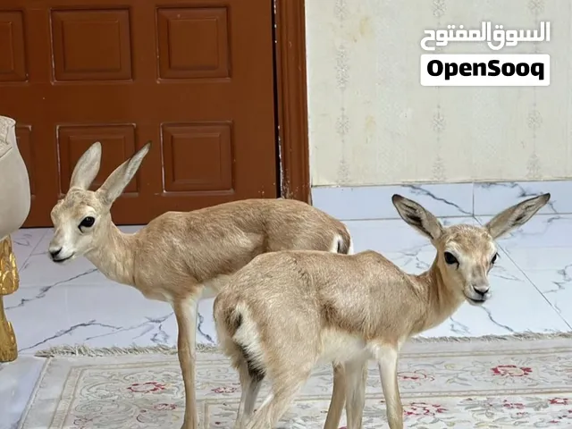 للبيع غزالان الدماني موجود اعمار من سبوع للسنتين