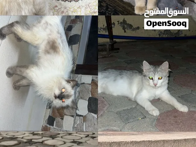سنانير 4 ب 10 ريال صحه جيده وكل شي زين بس واحد منهن ضعيف شويه الي يبا يتواصل لاكن ما شي توصيل