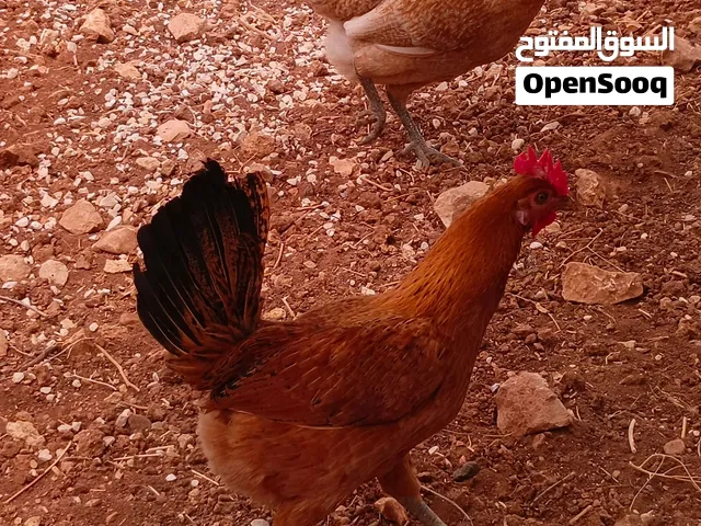 جاج بلدي للبيع