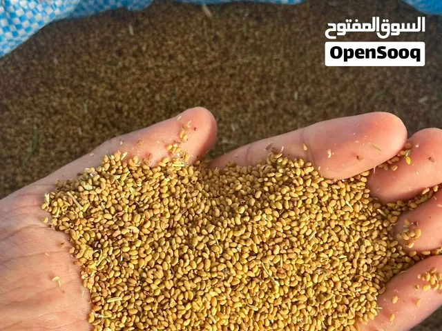 بذر قت للبيع