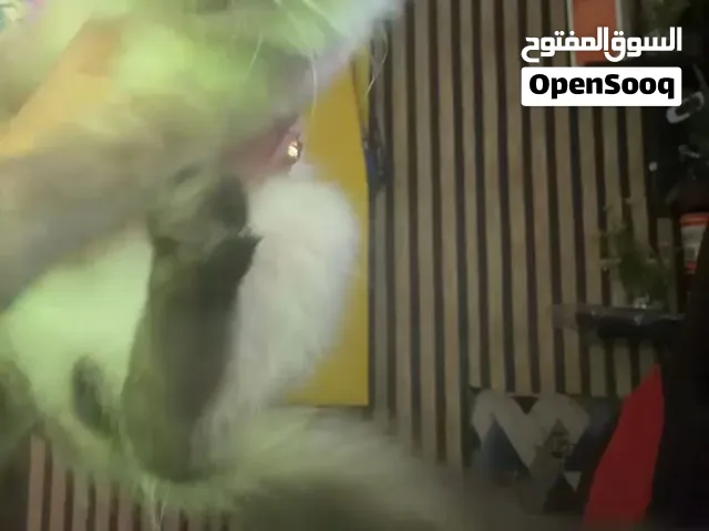 قطة هيمالايا للبيع