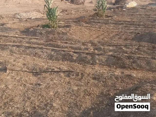 4 فدان للايجار السنوى