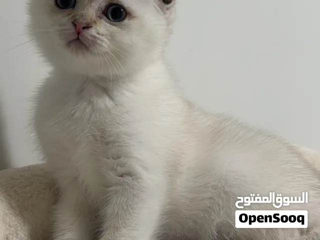 ذكر سكوتش فولد بلوبوينت
