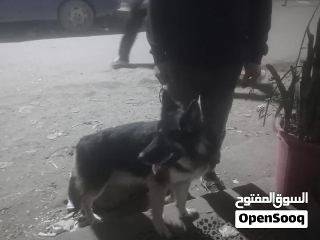 كلب دكر جيرمن شيبرد