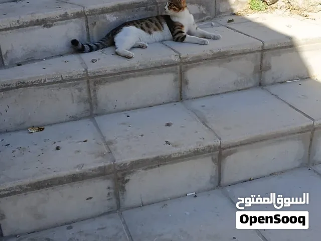 تيني غير مطعم