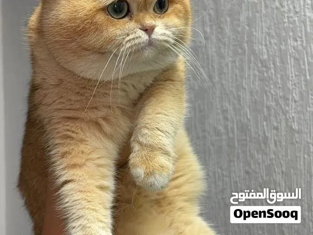 للبيع جميعها مطعمة