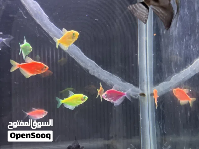 اسماك من الاحلام