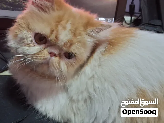 قطه بيرشن زرار توب أصول مسجله بنت ميشو وحفيدة بابسي إبن بينجو