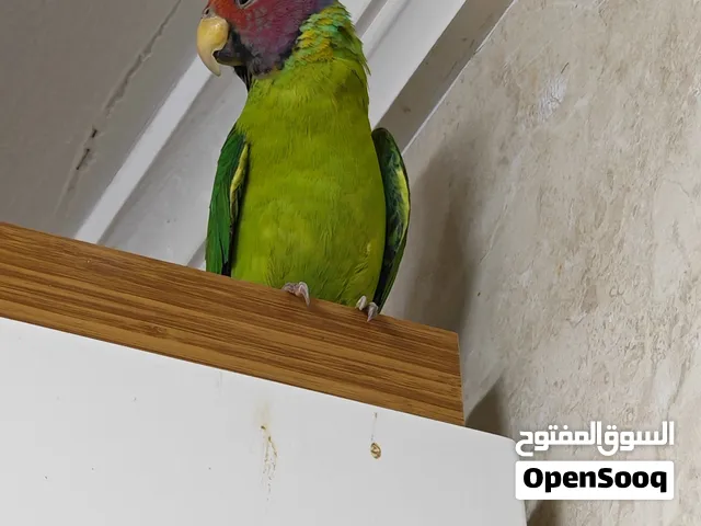 لوري (البرقوق)