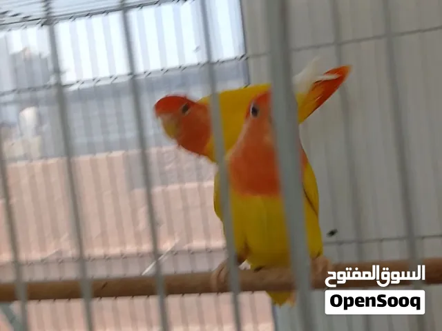 زوج لافبير للبيع