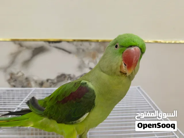 ببغاء نيبالي للبيع بمبلغ 100 ريال