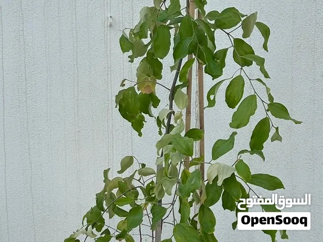 شجرة كنار اخلاصي  مطعمة ارتفاع مترين ونصف تقريبا