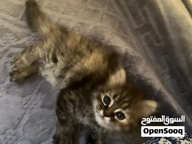 قطة شيرازية صغيرة