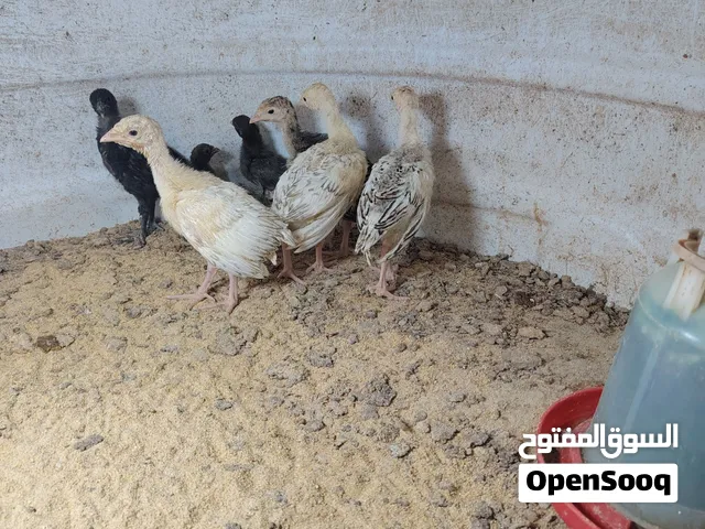 للبيع صيصان رومي العمر شهر العدد 4 سعر الحبه ريالين ونص