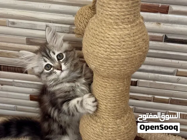 قطه سيبيري بيور شهرين ونصف