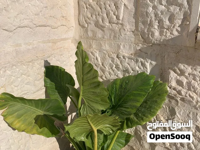 اذن الفيل نبته داخلية