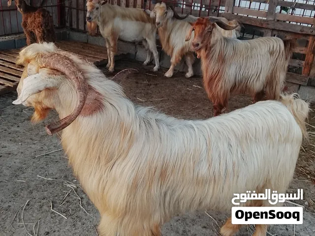 تيس فحل حار جامودي فطبيعه افضل