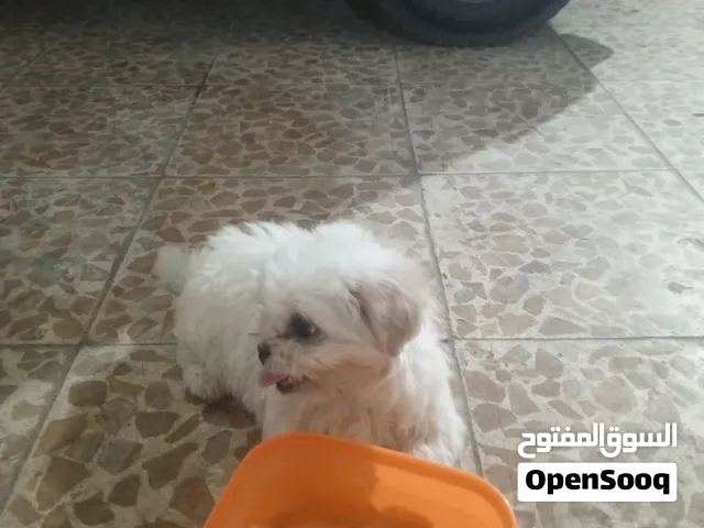 البيع جلب بيشون زقير عمره شهرين اريد سعر 100 بي مجال