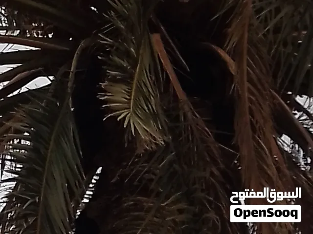 عدد نخلتين معبيات بلح للبيع