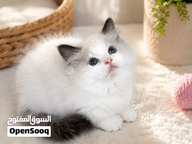 قط راغدول دم نقي